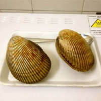 Sò dương sống, đánh bắt ở biển